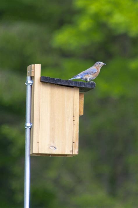 poles for mounting bluebird houses